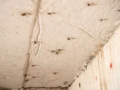 bugs on a ceiling