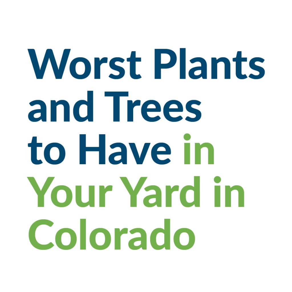 Worst Plants & Trees to Plant in Your Yard in Colorado